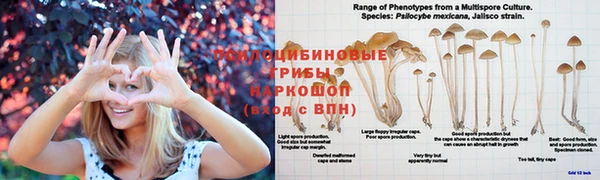 СК Абинск